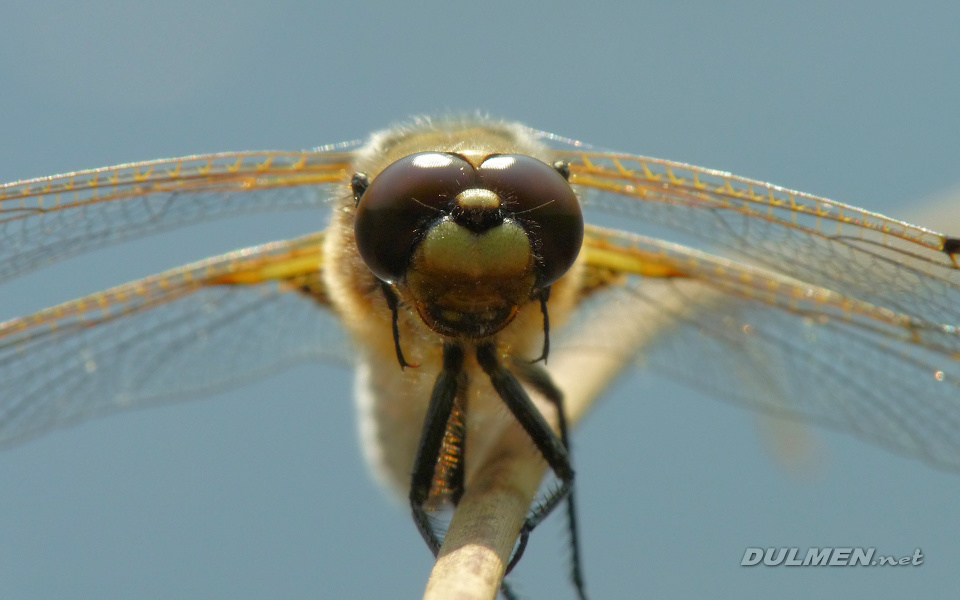 Four-spotted Chaser (Male, Libellula quadrimaculata)